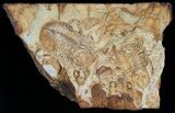 Carboniferous trilobites from Kazahstan, Griffithides #6035-4